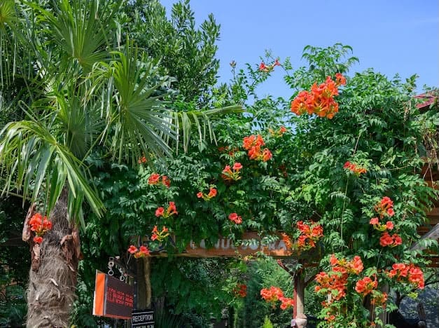 Ortak alan — Gönül Sofram Sapanca bungalov fotoğraf 7